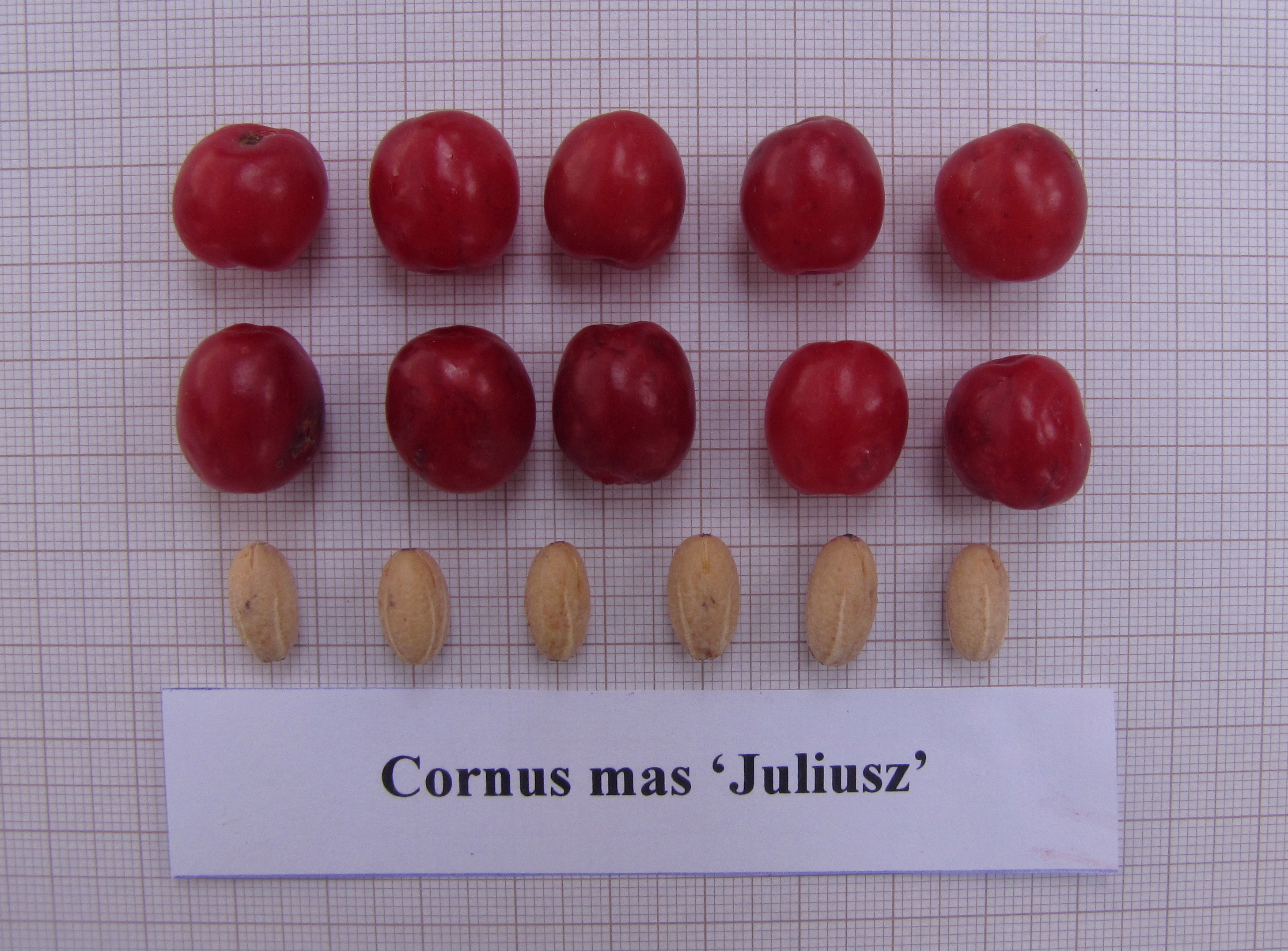 cornus mas Juliusz